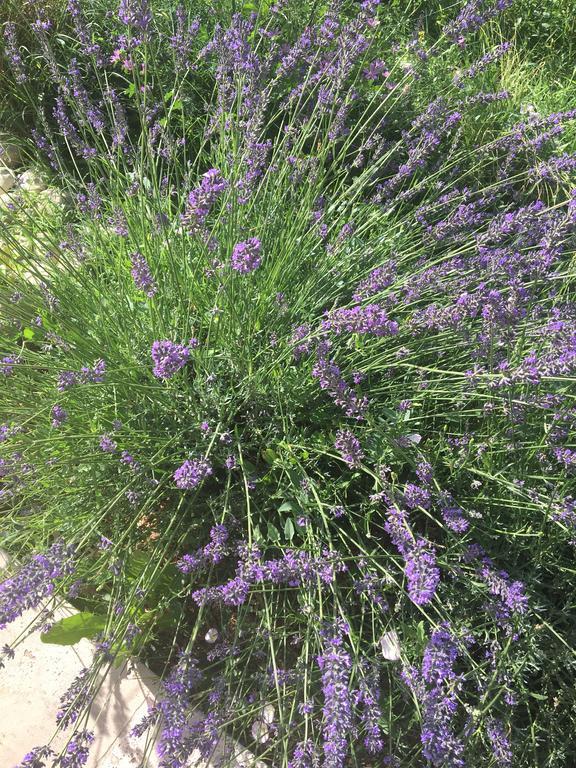 Mas En Luberon Gordes Villa Dış mekan fotoğraf